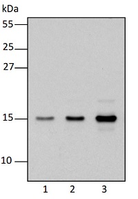 RpoTm | DNA-directed mitochondrial RNA polymerase (RpoT1; mitochondrial NEP) in the group Antibodies Plant/Algal / DNA/RNA/Cell Cycle / Transcription regulation at Agrisera AB (Antibodies for research) (AS15 3078)